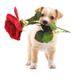 Debbie Grattan Voiceover Talent puppy-with-rose